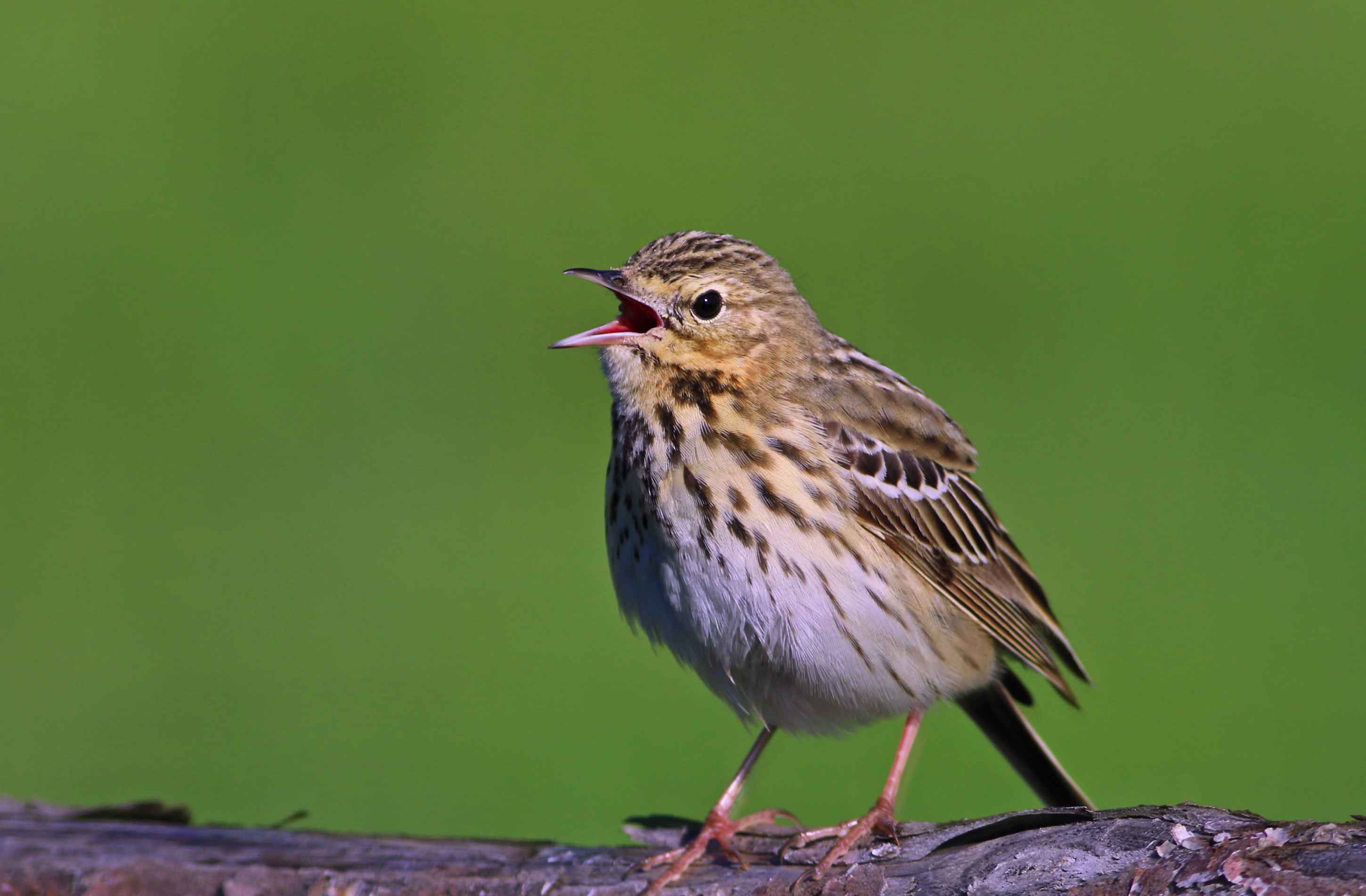 Tree Pipit